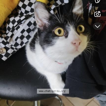 Photo 1/1 Jazz Chat lost in Saint pierre la roche