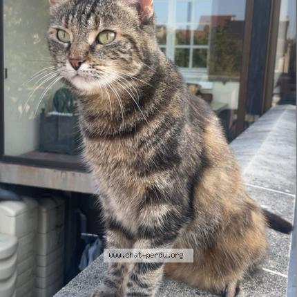 Photo 1/1 Princesse Chat lost in Sartrouville