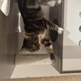 Picture of cat found at Breuil Le Vert