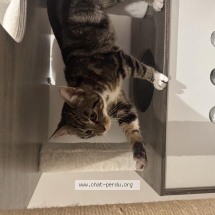 Photo 1/1 Found cat Found in Breuil le vert