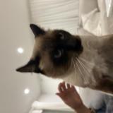 Picture of cat lost at Toulon