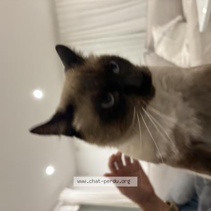 Photo 1/1 Chatoune Chat lost in Toulon