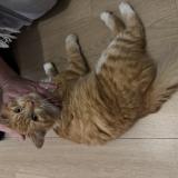 Picture of cat found at Saint Medard En Jalles