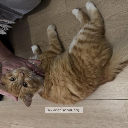 Photo 1/1 Found cat Found in Saint medard en jalles