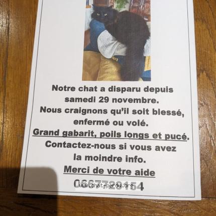 Photo 1/1 Romeo Chat lost in Narbonne