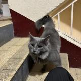 Picture of cat found at Auxerre