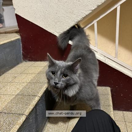 Photo 1/1 Found cat Found in Auxerre