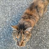 Picture of cat found at Odars