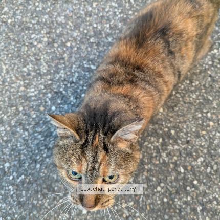 Photo 1/1 Found cat Found in Odars