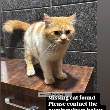 Photo 1/1 Found cat Found in Ambur