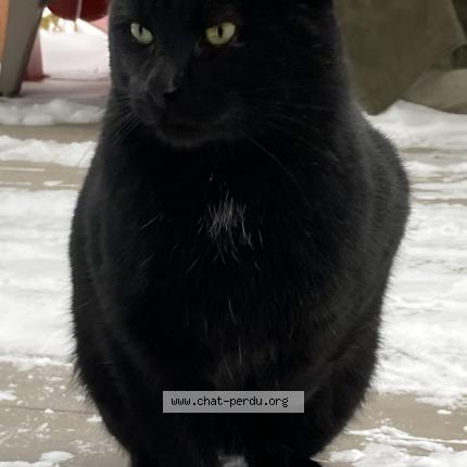 Photo 1/3 Reunited cat Found in Varennes