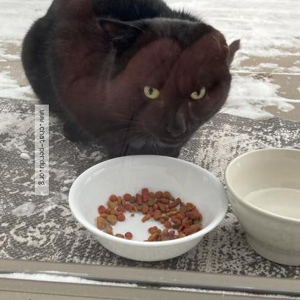 Photo 2/3 Reunited cat Found in Varennes