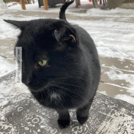 Photo 3/3 Reunited cat Found in Varennes