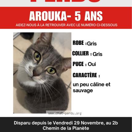 Photo 1/1 Arouka Chat lost in Tarbes 65000