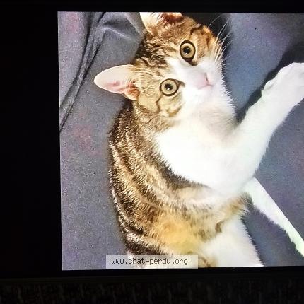 Photo 1/1 Rizk Chat lost in Villette d anthon