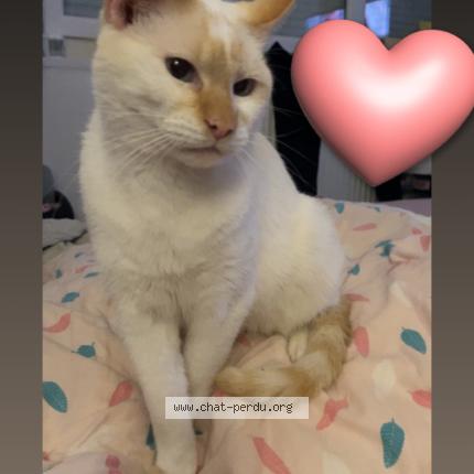 Photo 1/1 Crotin Chat lost in Auchel