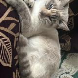 Picture of cat lost at Pamiers