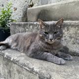 Picture of cat lost at Le Lion D Angers