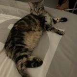 Picture of cat lost at Mandelieu La Napoule