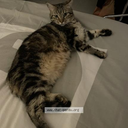 Photo 1/1 Stark Chat lost in Mandelieu la napoule