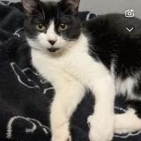 Picture of cat found at Marignane