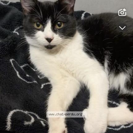 Photo 1/1 Found cat Found in Marignane