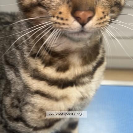 Photo 1/1 Booba Chat lost in Carrieres sous poissy