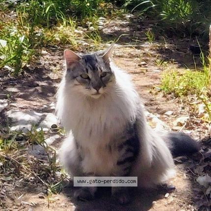 Photo 1/1 Ludo Chat lost in Ovalle