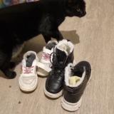 Picture of cat lost at Angouleme