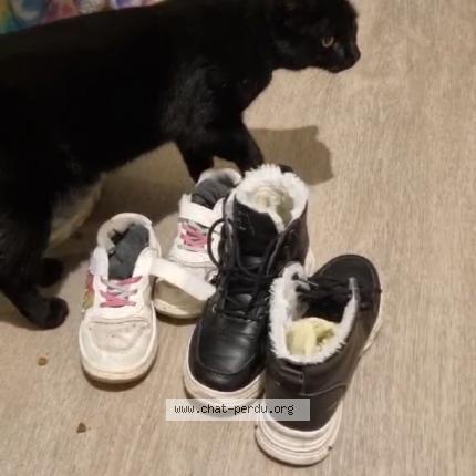 Photo 1/1 Reglisse Chat lost in Angouleme