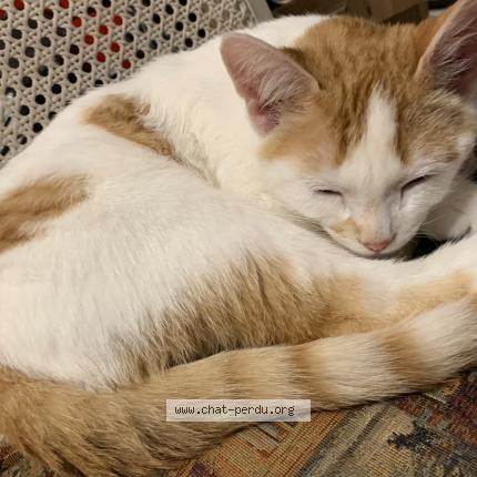 Photo 1/1 Ti-gars Chat lost in Terrebonne