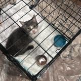 Picture of cat found at Birmingham