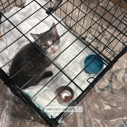 Photo 1/1 Found cat Found in Birmingham