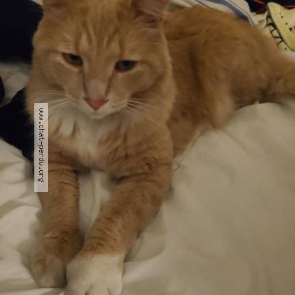 Photo 1/1 Caramel Chat lost in Montreal est