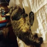 Picture of cat lost at Ingle Farm