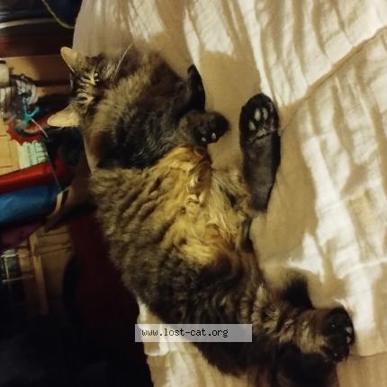 Photo 1/1 Discord Chat lost in Ingle farm