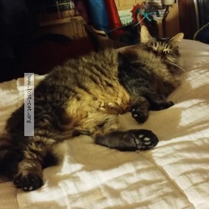 Photo 1/1 Discord Cat lost in Ingle Farm
