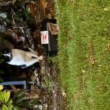 Picture of cat found at Paris