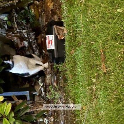 Photo 1/1 Found cat Found in Paris