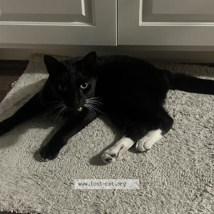 Photo 1/1 Zoro Chat lost in Ventura