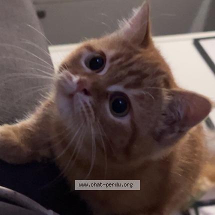 Photo 1/1 Garfield Chat lost in Saint jory