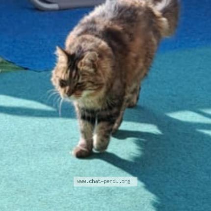 Photo 1/1 Chouky Chat lost in La seyne sur mer