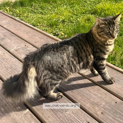 Photo 1/1 Yumi ou youyou Chat lost in Marolles