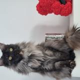 Picture of cat lost at Perouges