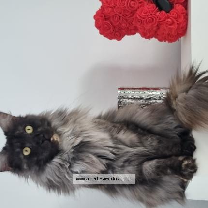 Photo 1/1 Ruby Chat lost in Perouges