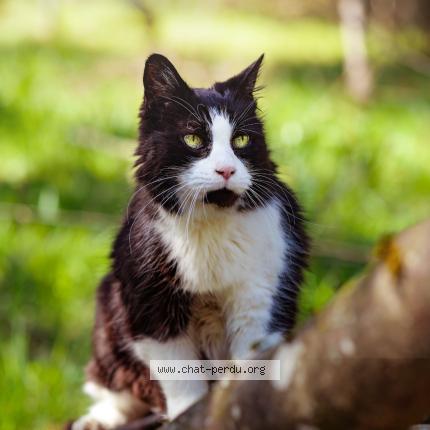 Photo 1/1 Titi Chat lost in Biviers