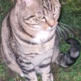 Picture of cat found at Amiens