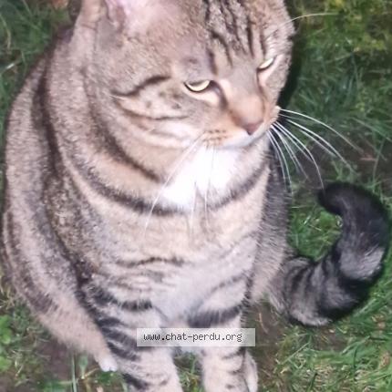 Photo 1/1 Found cat Found in Amiens