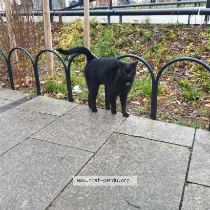 Photo 1/3 Found cat Found in Saint denis