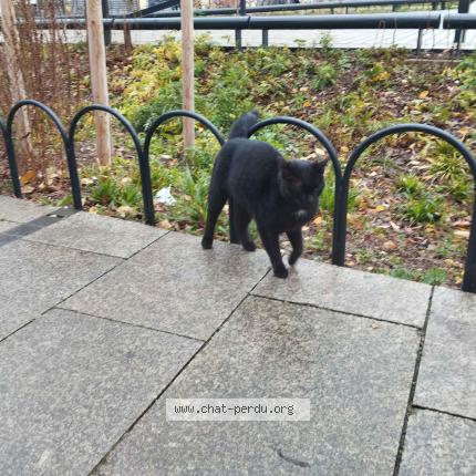 Photo 2/3 Found cat Found in Saint denis